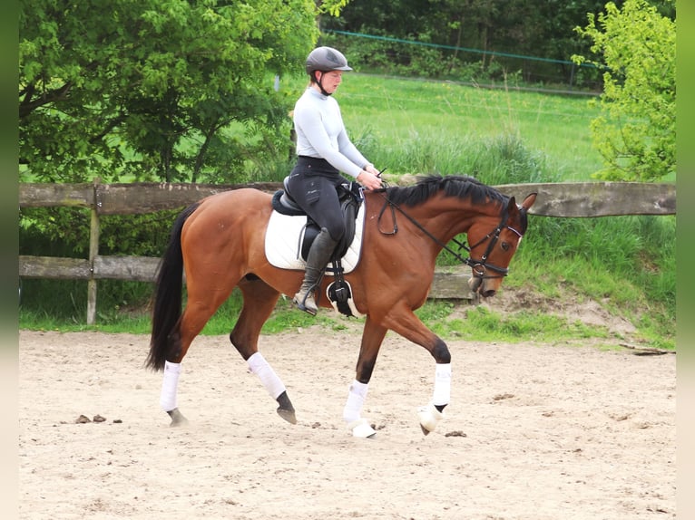 Cheval de sport irlandais Croisé Hongre 6 Ans Bai in Uelsen