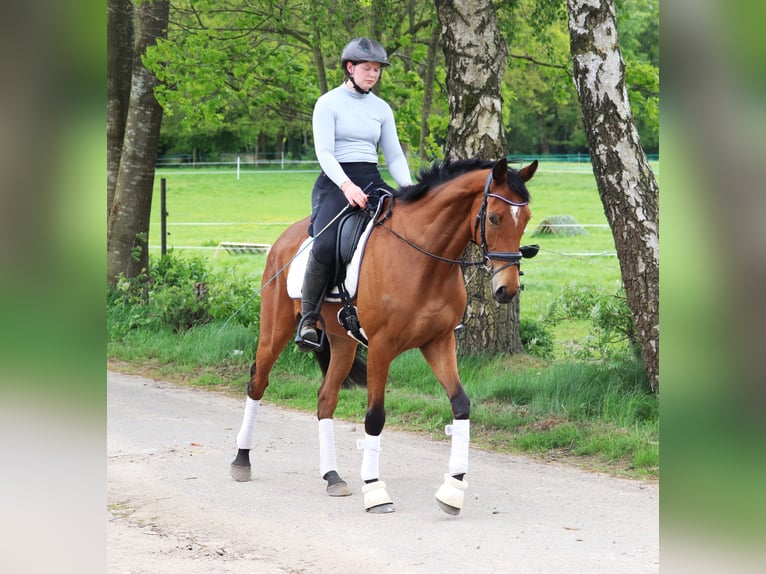 Cheval de sport irlandais Croisé Hongre 6 Ans Bai in Uelsen
