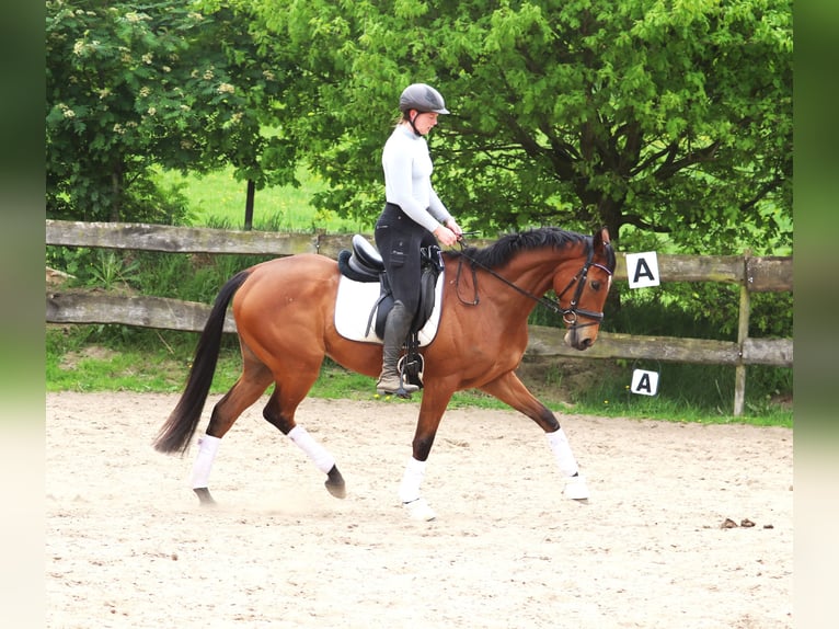 Cheval de sport irlandais Croisé Hongre 6 Ans Bai in Uelsen