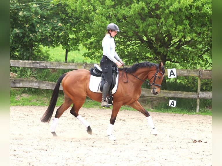 Cheval de sport irlandais Croisé Hongre 6 Ans Bai in Uelsen