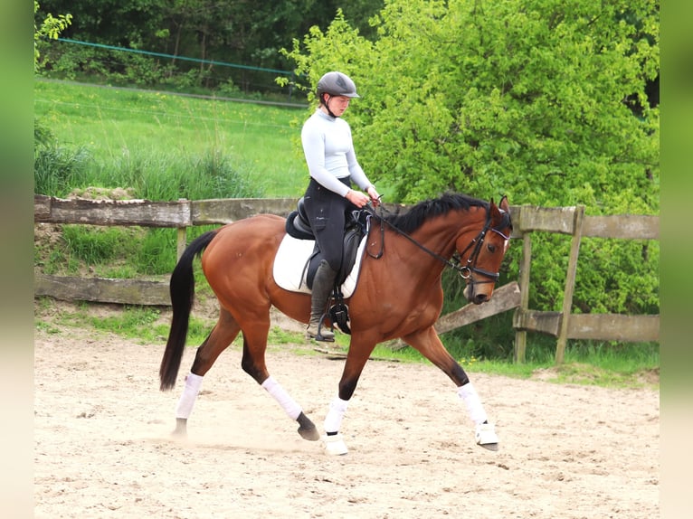 Cheval de sport irlandais Croisé Hongre 6 Ans Bai in Uelsen