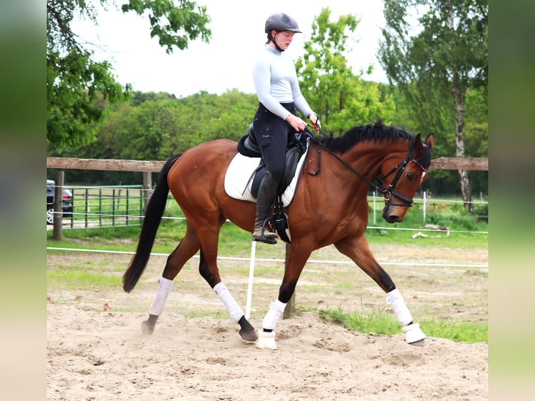 Cheval de sport irlandais Croisé Hongre 6 Ans Bai in Uelsen
