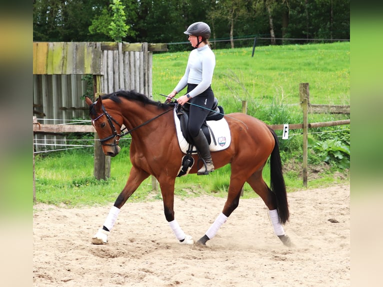 Cheval de sport irlandais Croisé Hongre 6 Ans Bai in Uelsen