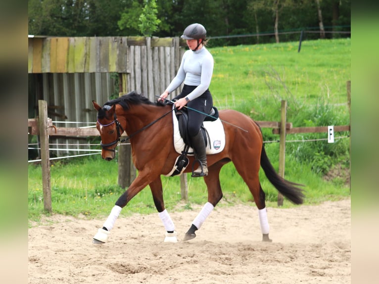 Cheval de sport irlandais Croisé Hongre 6 Ans Bai in Uelsen