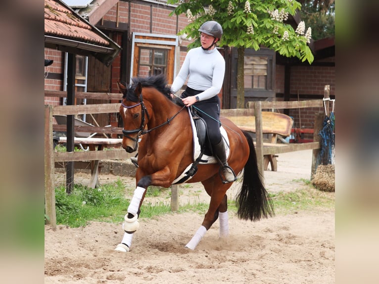 Cheval de sport irlandais Croisé Hongre 6 Ans Bai in Uelsen