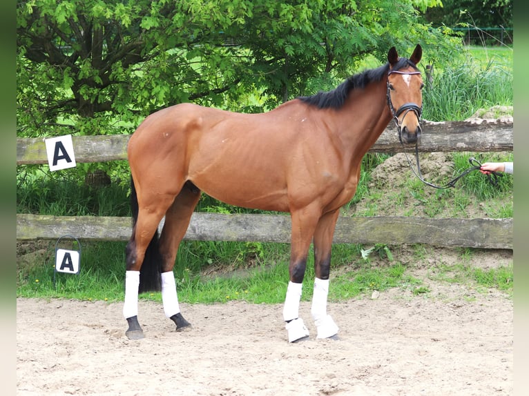 Cheval de sport irlandais Croisé Hongre 6 Ans Bai in Uelsen