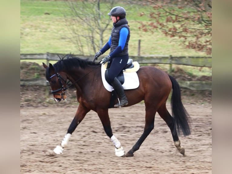 Cheval de sport irlandais Croisé Hongre 6 Ans Bai in uelsen