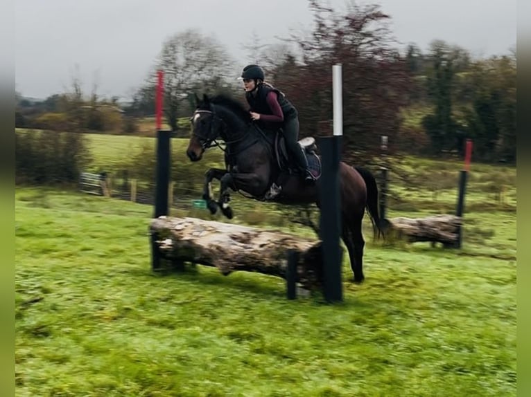 Cheval de sport irlandais Hongre 7 Ans 148 cm Bai cerise in Sligo