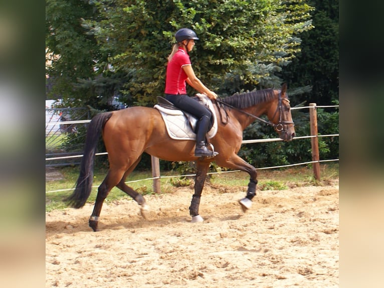 Cheval de sport irlandais Hongre 7 Ans 153 cm Bai in Velpke