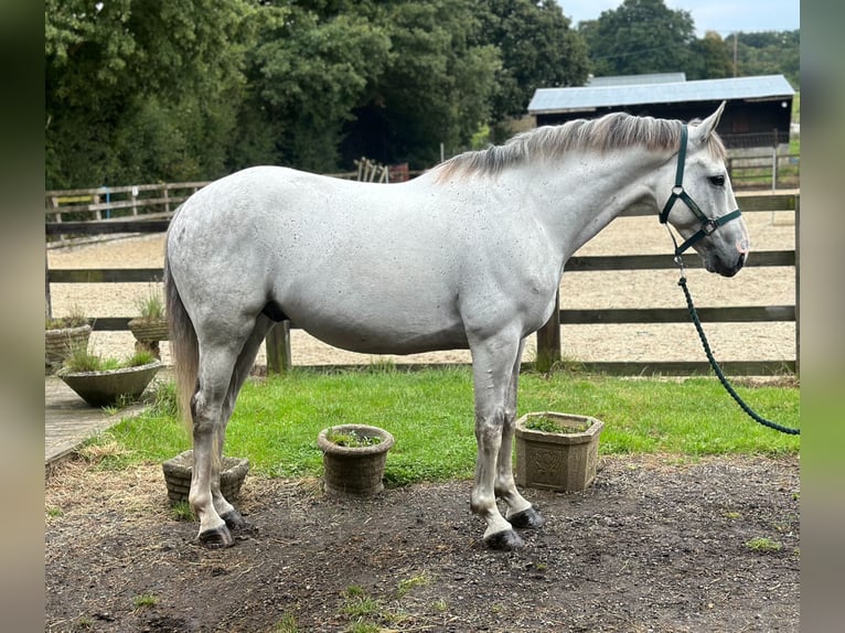 Cheval de sport irlandais Hongre 7 Ans 155 cm Gris in Battle