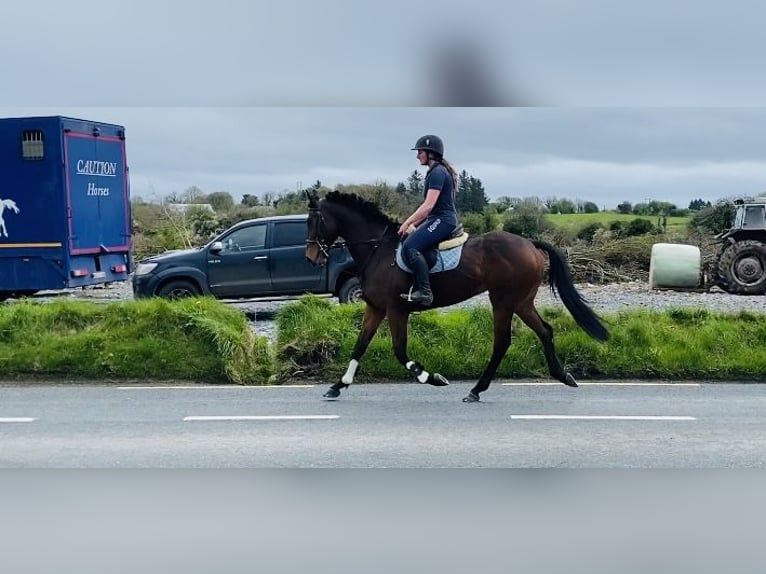Cheval de sport irlandais Hongre 7 Ans 158 cm Bai in Sligo