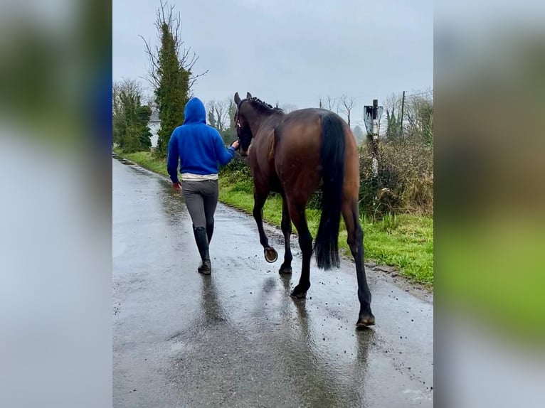 Cheval de sport irlandais Hongre 7 Ans 158 cm Bai in Sligo