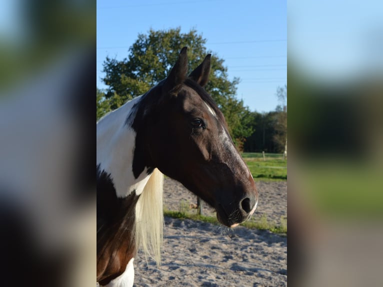 Cheval de sport irlandais Croisé Hongre 7 Ans 158 cm Pinto in Rhauderfehn