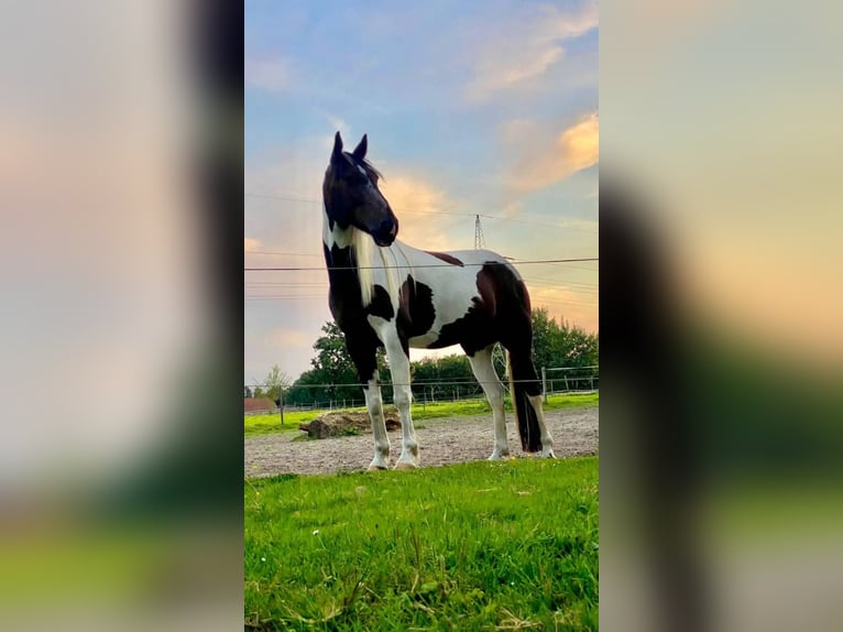 Cheval de sport irlandais Croisé Hongre 7 Ans 158 cm Pinto in Rhauderfehn