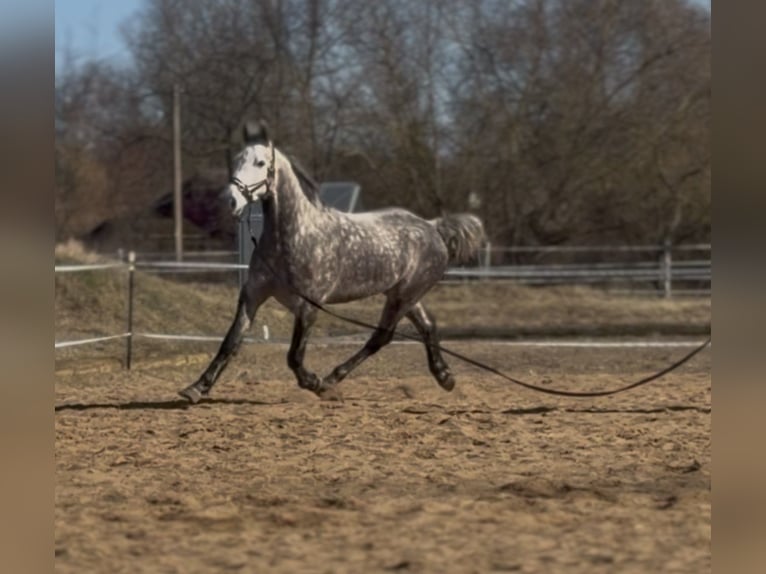 Cheval de sport irlandais Hongre 7 Ans 162 cm Gris pommelé in Trebbin