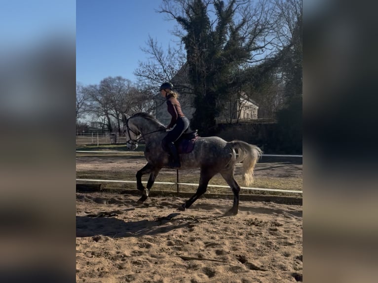 Cheval de sport irlandais Hongre 7 Ans 162 cm Gris pommelé in Trebbin