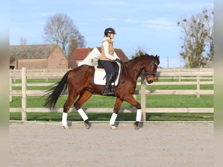 Cheval de sport irlandais Hongre 7 Ans 164 cm Bai in Bogaarden