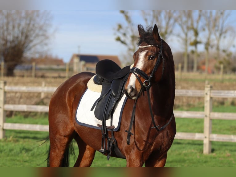 Cheval de sport irlandais Hongre 7 Ans 164 cm Bai in Bogaarden
