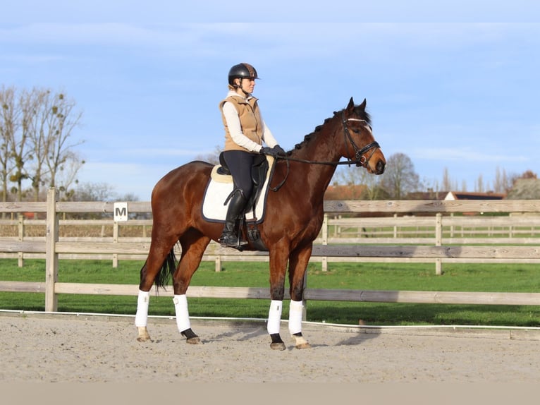 Cheval de sport irlandais Hongre 7 Ans 164 cm Bai in Bogaarden