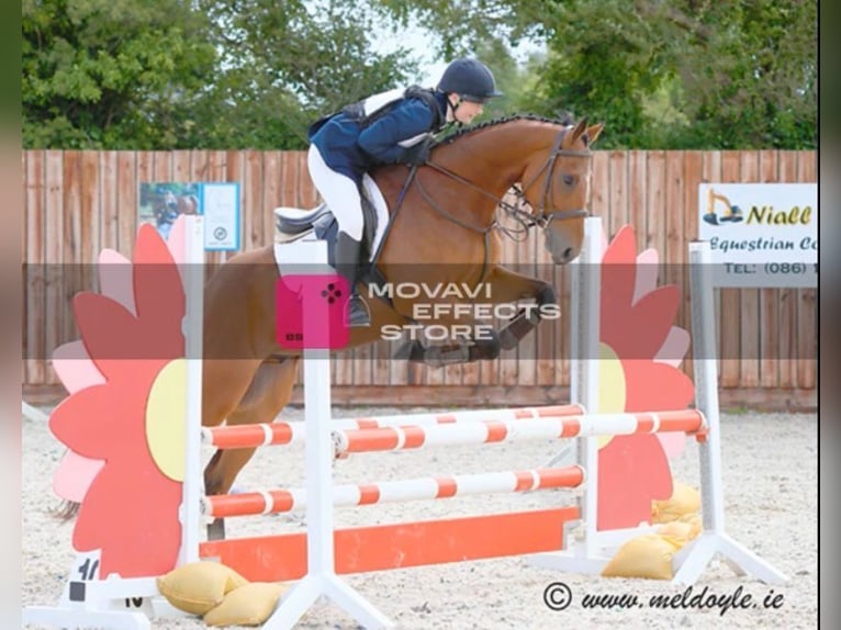 Cheval de sport irlandais Hongre 7 Ans 164 cm Bai in Bogaarden
