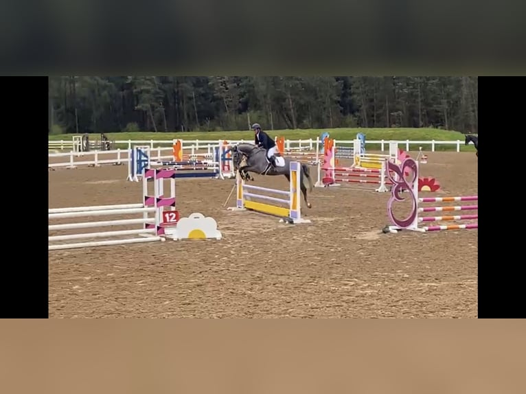 Cheval de sport irlandais Hongre 7 Ans 164 cm Gris in Sligo