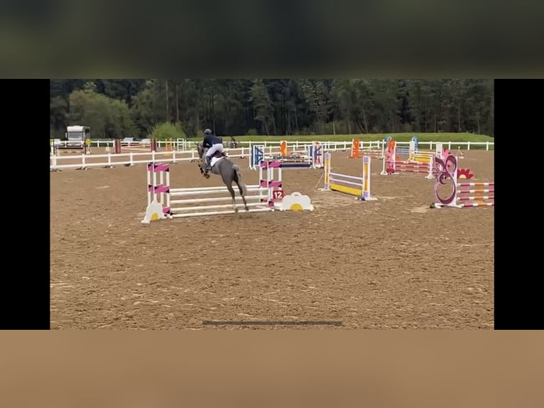 Cheval de sport irlandais Hongre 7 Ans 164 cm Gris in Sligo