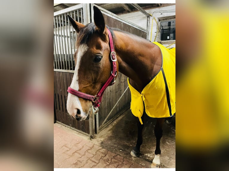 Cheval de sport irlandais Croisé Hongre 7 Ans 165 cm Bai brun in HarenHaren