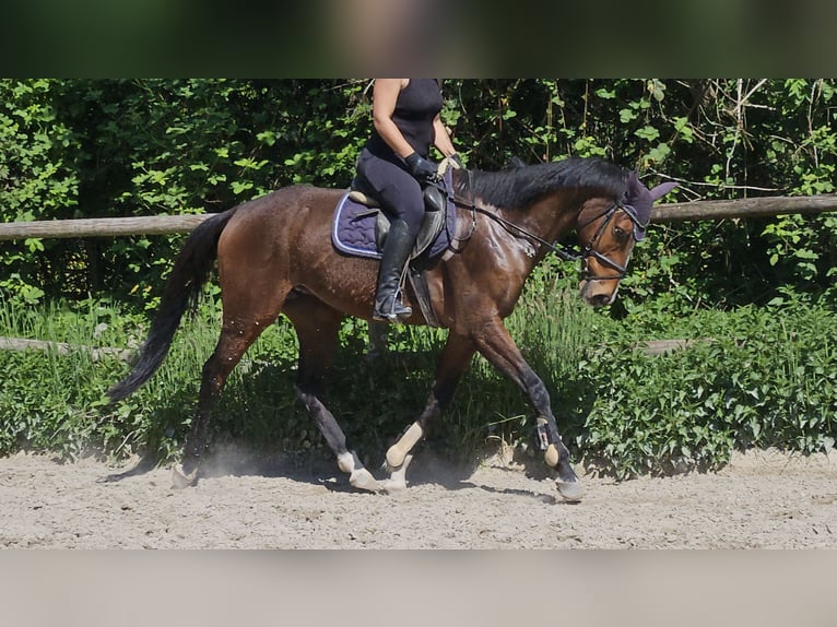Cheval de sport irlandais Hongre 7 Ans 165 cm Bai in Wachtendonk