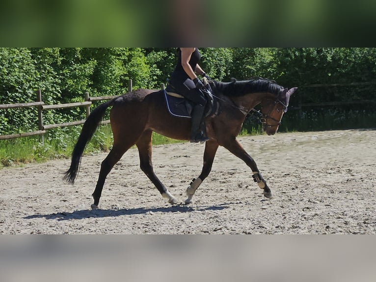 Cheval de sport irlandais Hongre 7 Ans 165 cm Bai in Wachtendonk