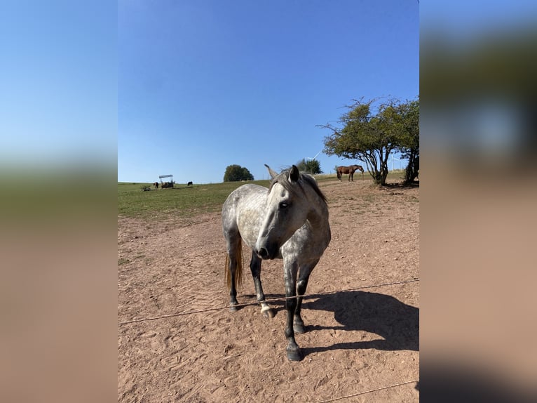 Cheval de sport irlandais Hongre 7 Ans 165 cm Gris pommelé in Losheim am SeeLosheim am See