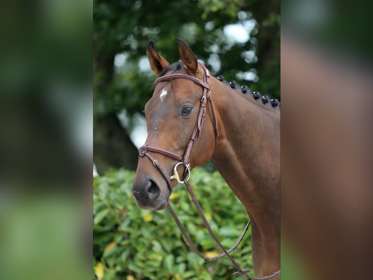 Cheval de sport irlandais Hongre 7 Ans 166 cm Bai brun foncé in IJsselstein