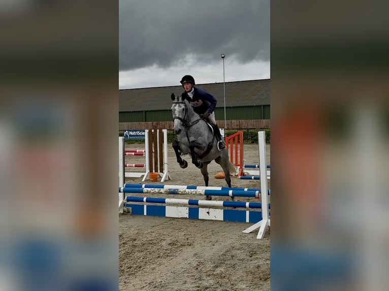 Cheval de sport irlandais Hongre 7 Ans 166 cm Gris pommelé in Westmeath