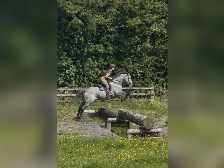 Cheval de sport irlandais Hongre 7 Ans 166 cm Gris pommelé in Westmeath