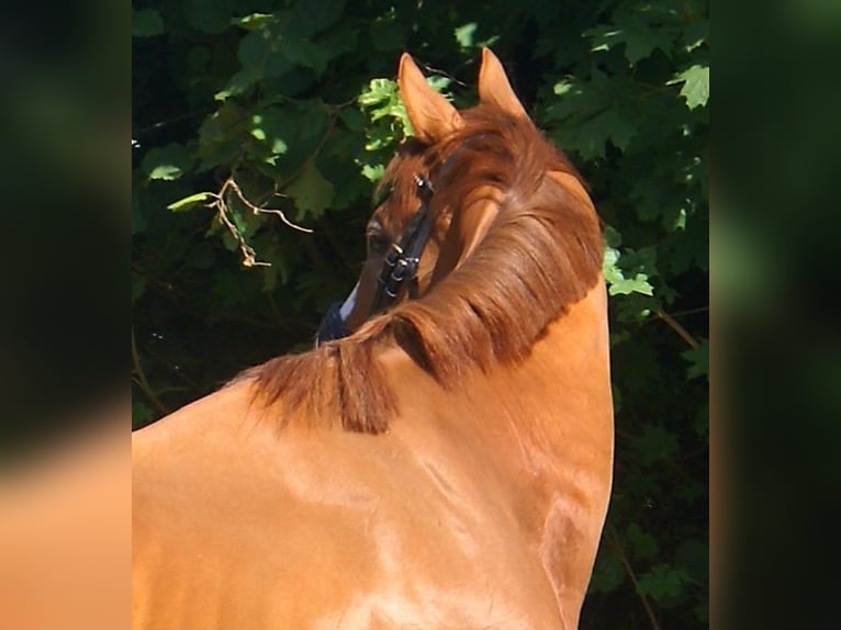 Cheval de sport irlandais Hongre 7 Ans 167 cm Alezan in Velpke