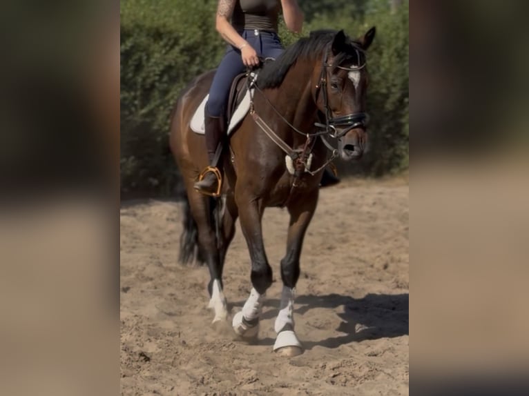 Cheval de sport irlandais Hongre 7 Ans 168 cm Bai brun foncé in Trebbin