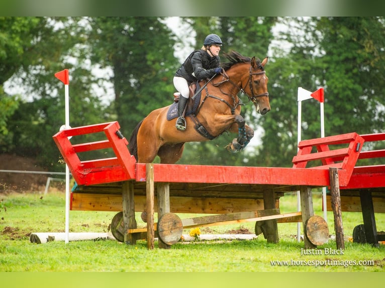 Cheval de sport irlandais Hongre 7 Ans 168 cm Bai cerise in Trim