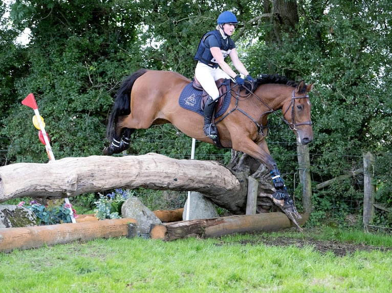 Cheval de sport irlandais Hongre 7 Ans 168 cm Bai cerise in Trim