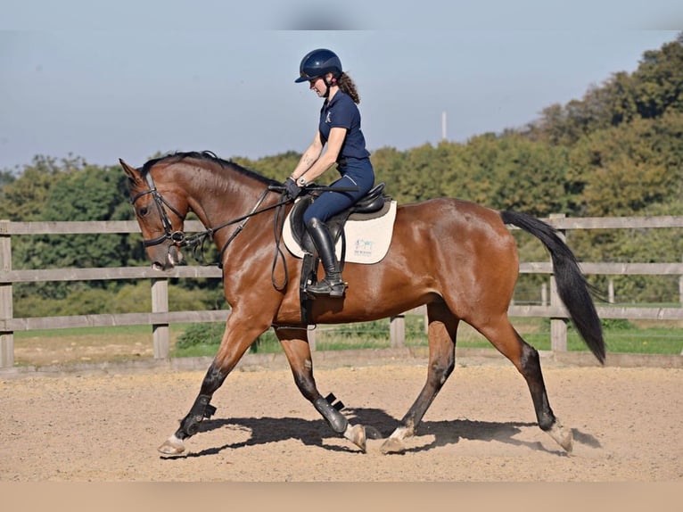Cheval de sport irlandais Hongre 7 Ans 168 cm Bai cerise in grantham, Lincs