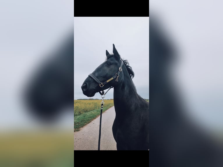 Cheval de sport irlandais Croisé Hongre 7 Ans 168 cm Noir in Pfaffenhofen an der Roth