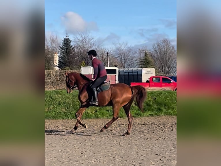 Cheval de sport irlandais Hongre 7 Ans 171 cm Alezan brûlé in Westmeath