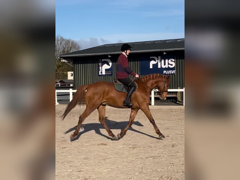 Cheval de sport irlandais Hongre 7 Ans 171 cm Alezan brûlé in Westmeath