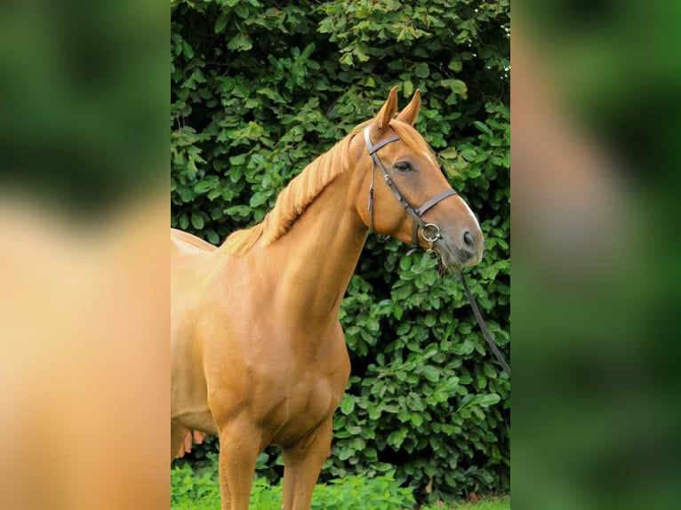 Cheval de sport irlandais Hongre 7 Ans 173 cm Alezan in Groesbeek