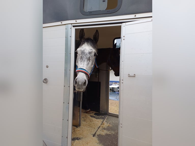 Cheval de sport irlandais Hongre 7 Ans 173 cm Gris in Tragwein