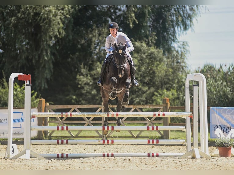 Cheval de sport irlandais Hongre 7 Ans 174 cm Bai brun foncé in Riedstadt