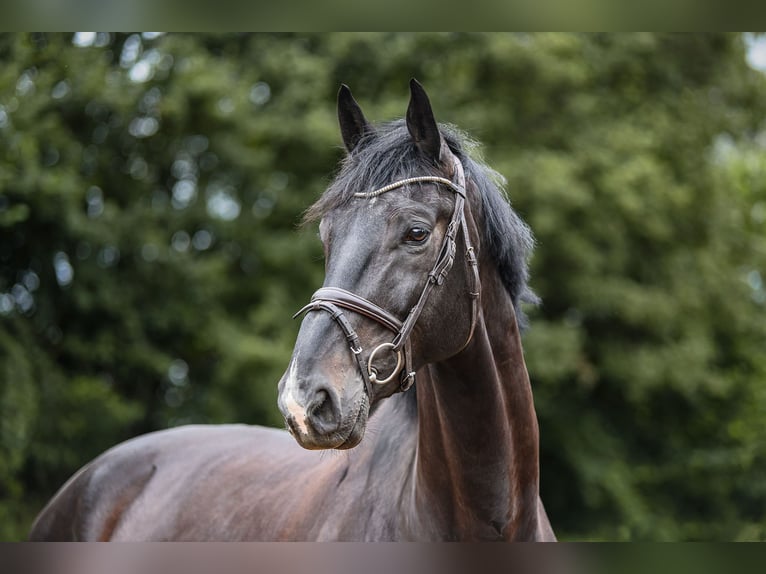 Cheval de sport irlandais Hongre 7 Ans 174 cm Bai brun foncé in Riedstadt