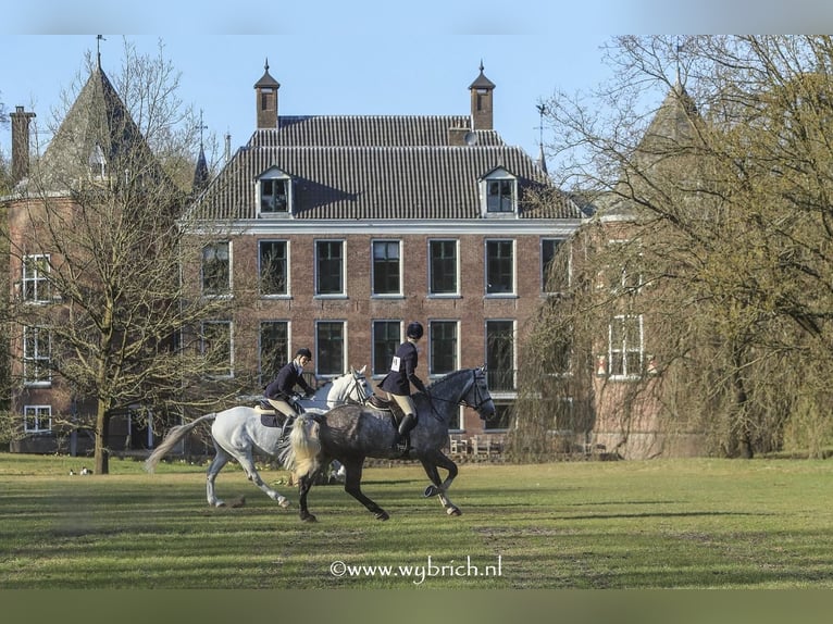 Cheval de sport irlandais Hongre 7 Ans 177 cm Gris pommelé in Geilenkirchen
