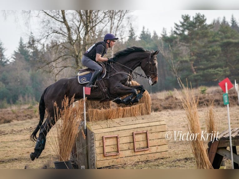 Cheval de sport irlandais Hongre 7 Ans 180 cm Bai brun foncé in Boutersem