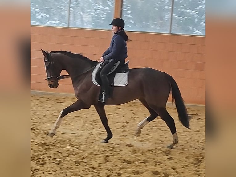 Cheval de sport irlandais Hongre 7 Ans 180 cm Bai in Lage