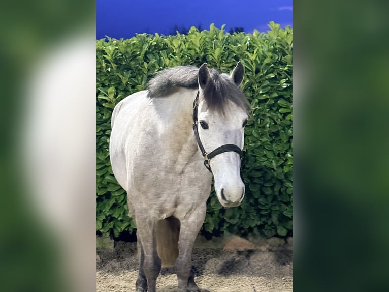 Cheval de sport irlandais Hongre 8 Ans 146 cm  in GROTE-BROGEL