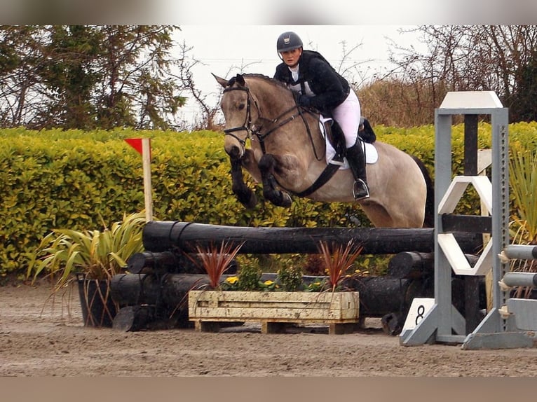 Cheval de sport irlandais Hongre 8 Ans 148 cm Isabelle in Galway